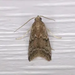 Dried Fruit Moth thumbnail 2