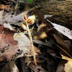 pinesap thumbnail 4