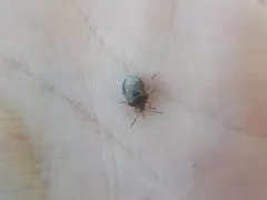 Broken-lined Stink Bug thumbnail 1