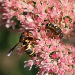 Parancistrocerus vagus thumbnail 1