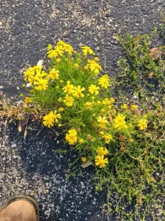 Bitterweed thumbnail 3