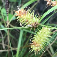 sallow sedge thumbnail 4
