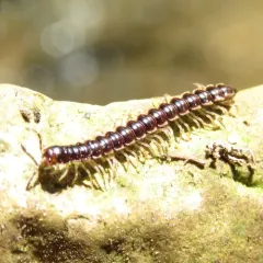 Greenhouse Millipede thumbnail 1