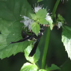Four-toothed Mason Wasp thumbnail 1
