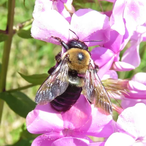Eastern Carpenter Bee