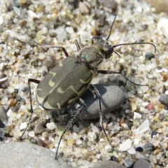 Bronzed Tiger Beetle thumbnail 2