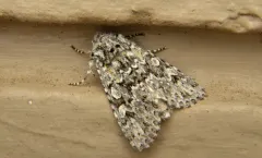 Psammopolia arietis thumbnail 3
