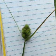 one-sided sedge thumbnail 3