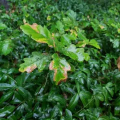 English oak thumbnail 4