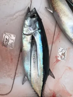 Albacore thumbnail 2