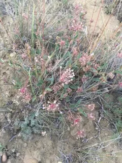 Great Basin Sand Verbena thumbnail 4