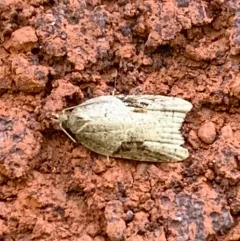 MacDunnough's Acleris thumbnail 2