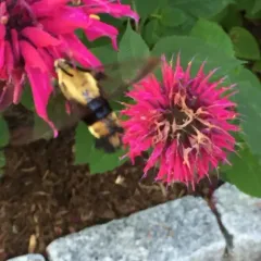 Snowberry Clearwing thumbnail 2