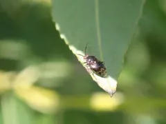 Deraeocoris nebulosus thumbnail 3
