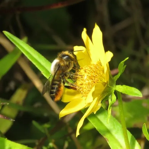 Patchwork Leafcutter Bee