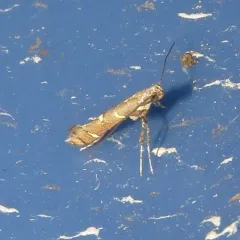 Chinese Tallow Leaf Miner thumbnail 2