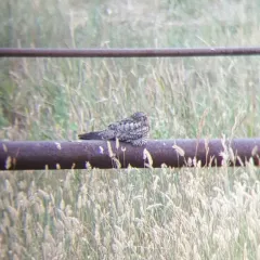 Common Nighthawk thumbnail 3