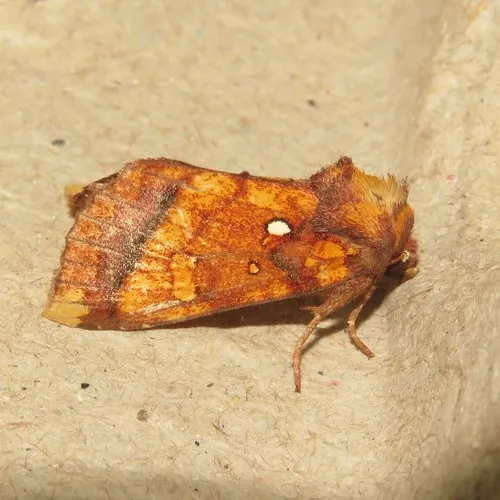 Columbine Borer Moth