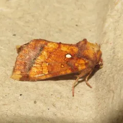 Columbine Borer Moth thumbnail 1