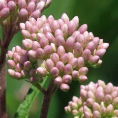 spotted Joe-Pye weed thumbnail 3