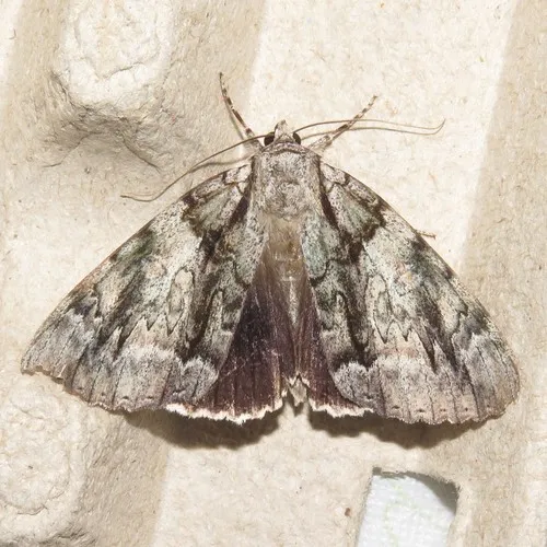 Widow Underwing