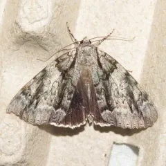 Widow Underwing thumbnail 1