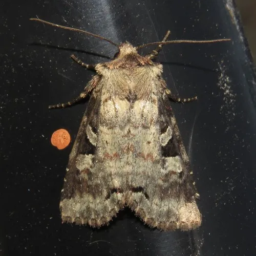 Iris Rover Moth