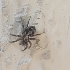 flea jumping spider thumbnail 4