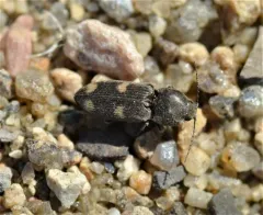 Kindred Heart Click Beetle thumbnail 3