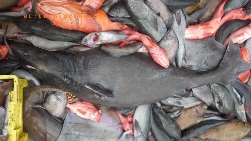 Pacific Sleeper Shark