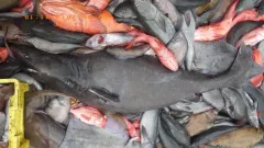 Pacific Sleeper Shark thumbnail 1