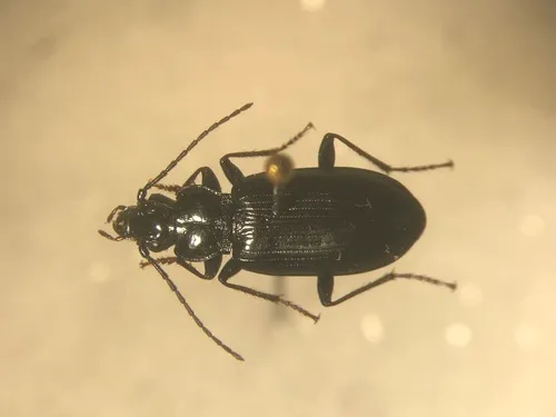 Diplous rugicollis