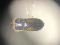 Trypodendron retusum thumbnail 1