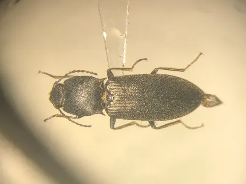 Ligmargus lecontei