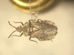 Aradus aequalis thumbnail 2