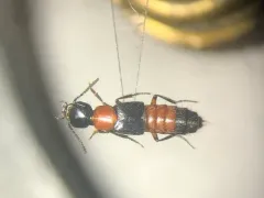 Laetulonthus laetulus thumbnail 1