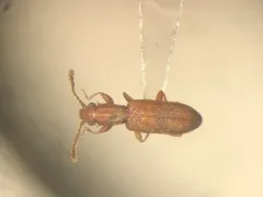 Silvanus bidentatus thumbnail 2
