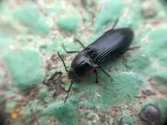 Selatosomus lateralis thumbnail 2