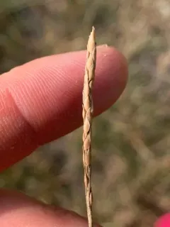 Korean grass thumbnail 2