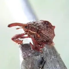 Apple curculio thumbnail 1