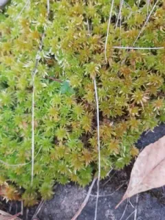 yellow peatmoss thumbnail 1