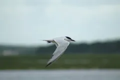 Gull-billed Tern thumbnail 2