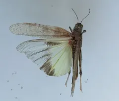 Wrangler Grasshopper thumbnail 2