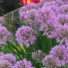 Hunt's Bumble Bee thumbnail 3