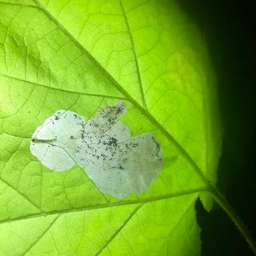 Metallus capitalis