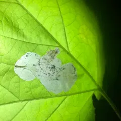 Metallus capitalis thumbnail 1