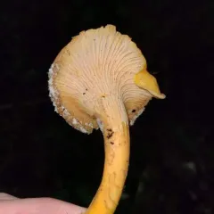 Pacific Golden Chanterelle thumbnail 3