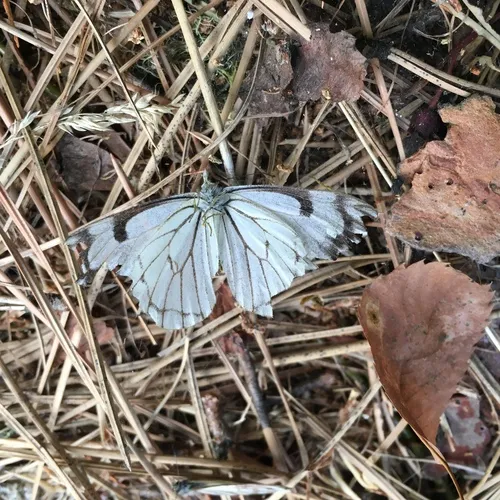 Pine White