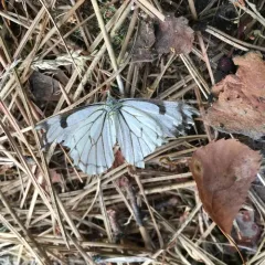 Pine White thumbnail 1