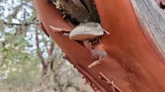 Manzanita Hoof Polypore thumbnail 3